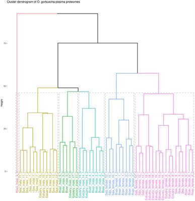 Proteins journey—from marine to freshwater ecosystem: blood plasma proteomic profiles of pink salmon Oncorhynchus gorbuscha Walbaum, 1792 during spawning migration